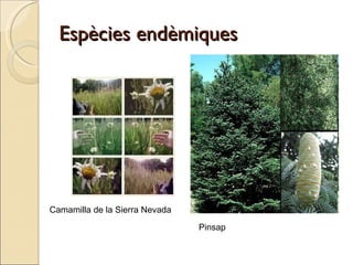 Espècies endèmiques Camamilla de la Sierra Nevada Pinsap  