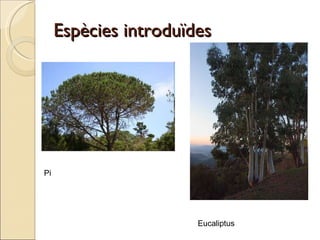 Espècies introduïdes Pi Eucaliptus 