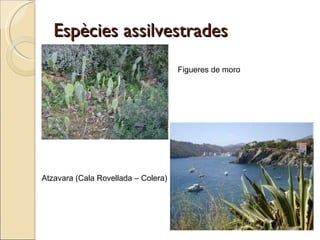 Espècies assilvestrades Figueres de moro Atzavara (Cala Rovellada – Colera) 