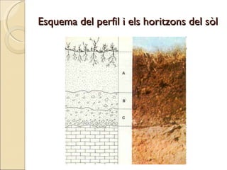 Esquema del perfil i els horitzons del sòl   