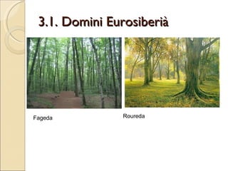 3.1. Domini Eurosiberià Fageda Roureda 