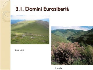 3.1. Domini Eurosiberià Prat alpí Landa 