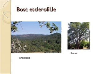 Bosc esclerofil.le Andalusia Roure  