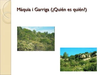 Màquia i Garriga (¿Quién es quién?) 