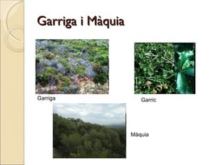 Garriga i Màquia Garriga Garric Màquia 