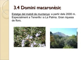 3.4 Domini macaronèsic Estatge del matoll de muntanya : a partir dels 2000 m.  Especialment a Tenerife i a La Palma. Gran riquesa de flors. 
