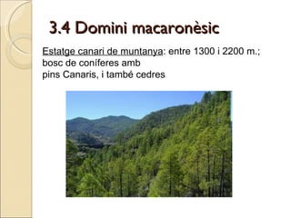 3.4 Domini macaronèsic Estatge canari de muntanya : entre 1300 i 2200 m.; bosc de coníferes amb  pins Canaris, i també cedres 