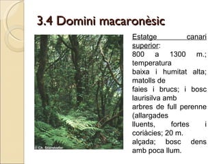 3.4 Domini macaronèsic Estatge canari superior : 800 a 1300 m.; temperatura baixa i humitat alta; matolls de  faies i brucs; i bosc laurisilva amb arbres de full perenne (allargades lluents, fortes i coriàcies; 20 m. alçada; bosc dens amb poca llum.  