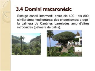3.4 Domini macaronèsic Estatge canari intermedi: entre els 400 i els 800; similar àrea mediterrània; dos endemismes: drago i la palmera de Canàries barrejades amb d’altres introduïdes (palmera de dàtils). 