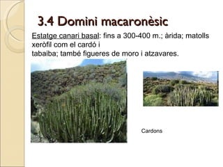 3.4 Domini macaronèsic Estatge canari basal : fins a 300-400 m.; àrida; matolls xeròfil com el cardó i  tabaiba; també figueres de moro i atzavares. Cardons 