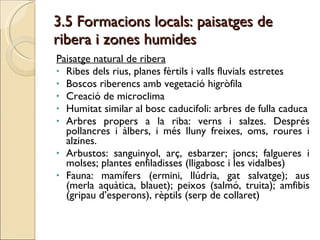 3.5 Formacions locals: paisatges de ribera i zones humides   Paisatge natural de ribera Ribes dels rius, planes fèrtils i valls fluvials estretes Boscos riberencs amb vegetació higròfila Creació de microclima Humitat similar al bosc caducifoli: arbres de fulla caduca Arbres propers a la riba: verns i salzes. Després pollancres i àlbers, i més lluny freixes, oms, roures i alzines. Arbustos: sanguinyol, arç, esbarzer; joncs; falgueres i molses; plantes enfiladisses (lligabosc i les vidalbes) Fauna: mamífers (ermini, llúdria, gat salvatge); aus (merla aquàtica, blauet); peixos (salmó, truita); amfibis (gripau d’esperons), rèptils (serp de collaret) 