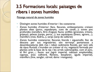 3.5 Formacions locals: paisatges de ribera i zones humides Paisatge natural de zones humides Distingim zones humides d’interior i les costaneres Zones humides d’interior: llacs, llacunes, embassaments; creixen plantes altes (joncs, espadanyes, cues de cavall,...); zones poc profundes (nenúfars, lliris d’aigua); fauna: amfibis (granotes, tritons, gripaus), peixos (carpa, perca,...), aus aquàtiques (ànecs, agrons,...), mamífers (visó, llúdria,..), serps (serp de collaret) Zones humides costaneres: llacunes litorals i aiguamolls; lloc de descans per aus migratòries; són terrenys pantanosos a desembocadures dels rius i reben sediments fluvials, per tant sòls de tipus fluvisòl; s’inunden en créixer el riu; vegetació formada per plantes amb la base de la tija i les arrels submergides, com el jonc, el lliri groc,...; fauna: aus (agró imperial, cabussó emplomallat, cigonya, ànec collverd, flamenc, becplaner, àguila imperial), mamífers (linx, senglar, cérvol, daina i mangosta).  