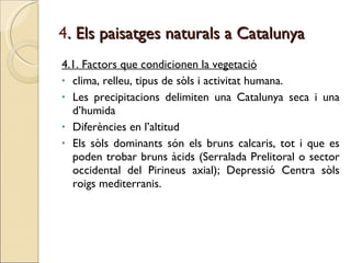 4 . Els paisatges naturals a Catalunya 4.1. Factors que condicionen la vegetació clima, relleu, tipus de sòls i activitat humana. Les precipitacions delimiten una Catalunya seca i una d’humida Diferències en l’altitud Els sòls dominants són els bruns calcaris, tot i que es poden trobar bruns àcids (Serralada Prelitoral o sector occidental del Pirineus axial); Depressió Centra sòls roigs mediterranis. 