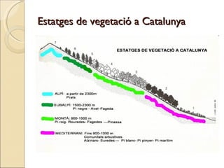 Estatges de vegetació a Catalunya 