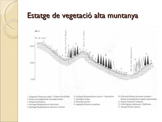 Estatge de vegetació alta muntanya 
