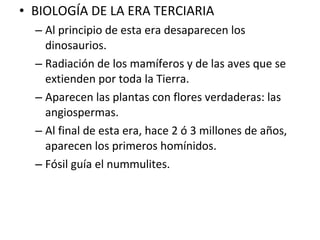 BIOLOGÍA DE LA ERA TERCIARIA Al principio de esta era desaparecen los dinosaurios. Radiación de los mamíferos y de las aves que se extienden por toda la Tierra. Aparecen las plantas con flores verdaderas: las angiospermas. Al final de esta era, hace 2 ó 3 millones de años, aparecen los primeros homínidos. Fósil guía el nummulites. 