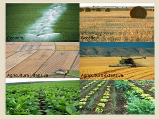Regadío.                 Secaño.




Agricultura intensiva.   Agricultura extensiva.




Monocultivo.             Policultivo.
 