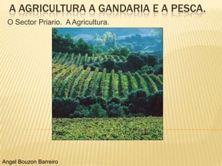 A AGRICULTURA A GANDARIA E A PESCA.
 O Sector Priario. A Agricultura.




Angel Bouzon Barreiro
 