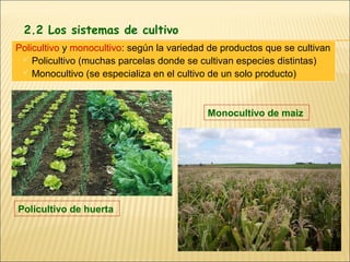 2.2 Los sistemas de cultivo
Policultivo y monocultivo: según la variedad de productos que se cultivan
  Policultivo (muchas parcelas donde se cultivan especies distintas)
  Monocultivo (se especializa en el cultivo de un solo producto)




                                            Monocultivo de maiz




Policultivo de huerta
 