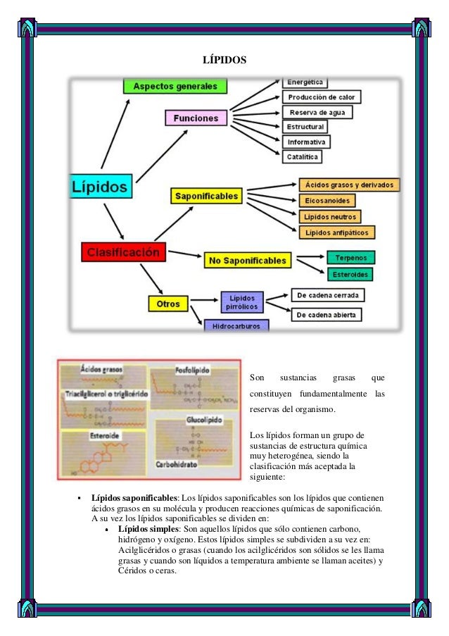 LIPIDOS