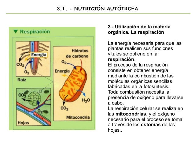 Tema 8: Las funciones de los seres vivos I