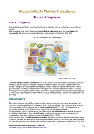 Tema 8: Citoplasma
Tema 8.1: Citoplasma
En las células eucarióticas o eucitos el citoplasma es la porción de protoplasma que rodea al
núcleo.
Está separado de la pared celular por la membrana plasmática y de las vacuolas por el
tonoplasto. Contiene numerosos orgánulos y sistemas de membranas. (Fig. 8.1).
Fig. 8.1. Estructura de una célula vegetal

Imagen tomada de Berg. (1997)

La matriz citoplasmática o citosol es una masa coloidal químicamente muy compleja: contiene
proteínas, lípidos, ácidos nucleicos, hidratos de carbono, sales minerales y otras sustancias
solubles en agua que es el componente básico. Puede presentar aspecto homogéneo o tener
granulaciones. En él se sintetizan compuestos primarios importantes (aminoácidos, sacarosa,
lípidos) y compuestos secundarios como alcaloides. Incluye todos los elementos necesarios para
la síntesis de proteínas (ribosomas, ARN mensajero, ARN soluble y enzimas vinculadas con este
proceso).

CITOESQUELETO
Técnicas modernas como la fluorescencia y los microscopios electrónicos de alto voltaje, han
permitido ver la complejidad del citoplasma de la célula eucariótica. La sustancia base o matriz
protoplasmática está atravesada por un citoesqueleto flexible (Fig. 8.2), involucrado en la
orientación espacial y coordinación de la mayoría de los procesos celulares.
El citoesqueleto está formado por una compleja red de microfilamentos de actina, proteína
arrollada en doble hélice. Los microtúbulos también intervienen como componentes del
citoesqueleto para determinados procesos (Cavalier-Smith, 1988).
Otros elementos son los filamentos intermedios, llamados así por su diámetro, compuestos por
proteínas fibrosas; son elementos relativamente estáticos que soportan tensiones, a diferencia de
los microfilamentos y microtúbulos, que pueden organizarse y desarmarse rápidamente (Fig. 8.3).
Hipertextos de Botánica Morfológica – TEMA 8
http://www.biologia.edu.ar/botanica/tema8/index8.htm

172

 