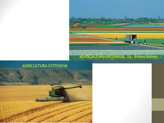 AGRICULTURA INTENSIVA. Ex. Paises Baixos
AGRICULTURA EXTENSIVA

 