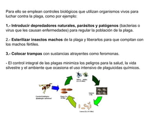 Para ello se emplean controles biológicos que utilizan organismos vivos para
luchar contra la plaga, como por ejemplo:
1.- Introducir depredadores naturales, parásitos y patógenos (bacterias o
virus que les causan enfermedades) para regular la población de la plaga.
2.- Esterilizar insectos machos de la plaga y liberarlos para que compitan con
los machos fértiles.
3.- Colocar trampas con sustancias atrayentes como feromonas.
- El control integral de las plagas minimiza los peligros para la salud, la vida
silvestre y el ambiente que ocasiona el uso intensivo de plaguicidas químicos.

 