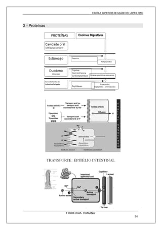 ESCOLA SUPERIOR DE SAÚDE DR. LOPES DIAS

2 - Proteínas

FISIOLOGIA HUMANA

14

 