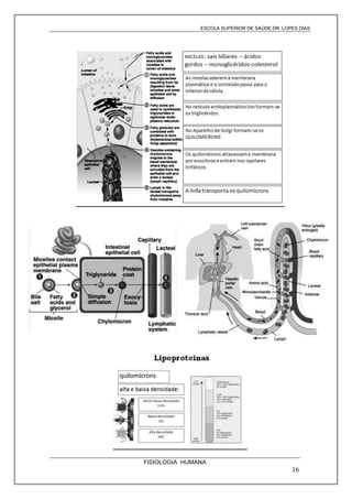 ESCOLA SUPERIOR DE SAÚDE DR. LOPES DIAS

FISIOLOGIA HUMANA

16

 