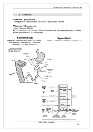 ESCOLA SUPERIOR DE SAÚDE DR. LOPES DIAS

5 - Vitaminas
Vitaminas Lipossolúveis
Transportadas nas micelas e absorvidas por difusão simples
Vitaminas Hidrossolúveis
absorvidas por difusão
B12 combinada com o factor intrínseco antes de ser transportada para as células
Endocitose mediada por receptores

FISIOLOGIA HUMANA

18

 