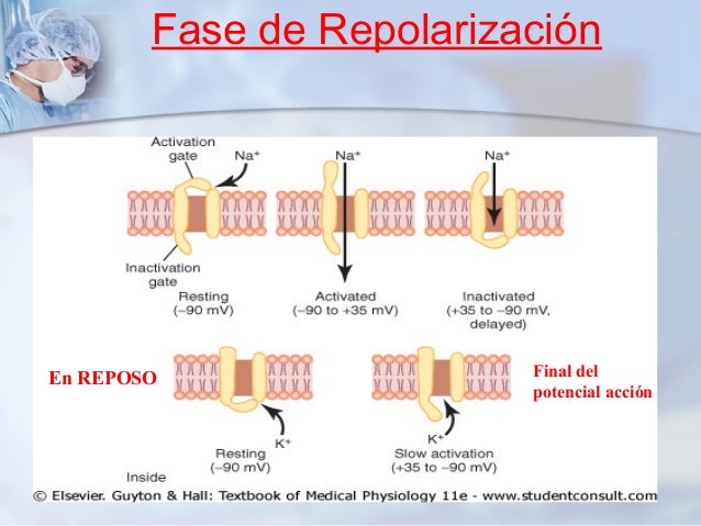 Resultado de imagen para fase de repolarizacion