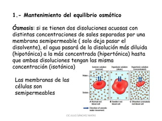 CIC JULIO SÁNCHEZ MATAS
1.- Mantenimiento del equilibrio osmótico
Ósmosis: si se tienen dos disoluciones acuosas con
distintas concentraciones de sales separadas por una
membrana semipermeable ( solo deja pasar el
disolvente), el agua pasará de la disolución más diluida
(hipotónica) a la más concentrada (hipertónica) hasta
que ambas disoluciones tengan las misma
concentración (isotónica)
Las membranas de las
células son
semipermeables
 