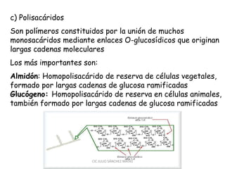 c) Polisacáridos
Son polímeros constituidos por la unión de muchos
monosacáridos mediante enlaces O-glucosídicos que originan
largas cadenas moleculares
Los más importantes son:
Almidón: Homopolisacárido de reserva de células vegetales,
formado por largas cadenas de glucosa ramificadas
Glucógeno: Homopolisacárido de reserva en células animales,
también formado por largas cadenas de glucosa ramificadas
CIC JULIO SÁNCHEZ MATAS
 