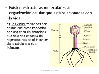 • Existen estructuras moleculares sin
organización celular que está relacionadas con
la vida:
CIC JULIO SÁNCHEZ MATAS
a) Los virus: formados por
ácidos nucleicos rodeados
por una capa de proteínas
que sólo son capaces de
reproducirse en el interior
de la célula a la que
infectan
 