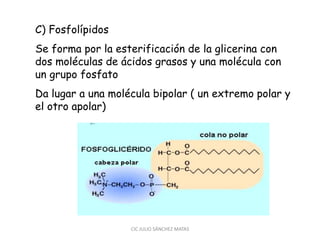 C) Fosfolípidos
Se forma por la esterificación de la glicerina con
dos moléculas de ácidos grasos y una molécula con
un grupo fosfato
Da lugar a una molécula bipolar ( un extremo polar y
el otro apolar)
CIC JULIO SÁNCHEZ MATAS
 