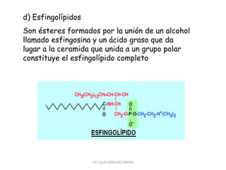 d) Esfingolípidos
Son ésteres formados por la unión de un alcohol
llamado esfingosina y un ácido graso que da
lugar a la ceramida que unida a un grupo polar
constituye el esfingolípido completo
CIC JULIO SÁNCHEZ MATAS
 
