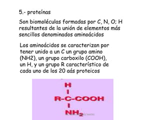 5.- proteínas
Son biomoléculas formadas por C, N, O; H
resultantes de la unión de elementos más
sencillos denominados aminoácidos
Los aminoácidos se caracterizan por
tener unido a un C un grupo amino
(NH2), un grupo carboxilo (COOH),
un H, y un grupo R característico de
cada uno de los 20 aás proteicos
CIC JULIO SÁNCHEZ MATAS
 