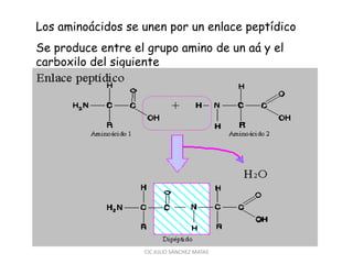 Los aminoácidos se unen por un enlace peptídico
Se produce entre el grupo amino de un aá y el
carboxilo del siguiente
CIC JULIO SÁNCHEZ MATAS
 