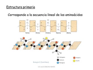 Estructura primaria
Corresponde a la secuencia lineal de los aminoácidos
CIC JULIO SÁNCHEZ MATAS
 