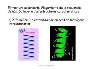 Estructura secundaria: Plegamiento de la secuencia
de aás. Da lugar a dos estructuras características:
a) Alfa hélice. Se estabiliza por enlaces de hidrógeno
intracatenarios
CIC JULIO SÁNCHEZ MATAS
 
