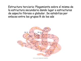 Estructura terciaria: Plegamiento sobre sí misma de
la estructura secundaria dando lugar a estructuras
de aspecto fibroso o globular. Se estabiliza por
enlaces entre los grupos R de los aás
CIC JULIO SÁNCHEZ MATAS
 