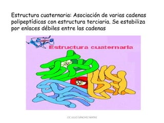 Estructura cuaternaria: Asociación de varias cadenas
polipeptídicas con estructura terciaria. Se estabiliza
por enlaces débiles entre las cadenas
CIC JULIO SÁNCHEZ MATAS
 