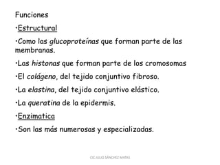 Funciones
•Estructural
•Como las glucoproteínas que forman parte de las
membranas.
•Las histonas que forman parte de los cromosomas
•El colágeno, del tejido conjuntivo fibroso.
•La elastina, del tejido conjuntivo elástico.
•La queratina de la epidermis.
•Enzimatica
•Son las más numerosas y especializadas.
CIC JULIO SÁNCHEZ MATAS
 