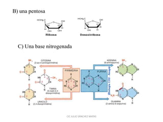 B) una pentosa
C) Una base nitrogenada
CIC JULIO SÁNCHEZ MATAS
 