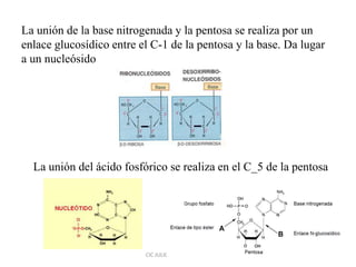 La unión de la base nitrogenada y la pentosa se realiza por un
enlace glucosídico entre el C-1 de la pentosa y la base. Da lugar
a un nucleósido
La unión del ácido fosfórico se realiza en el C_5 de la pentosa
CIC JULIO SÁNCHEZ MATAS
 