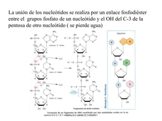 La unión de los nucleótidos se realiza por un enlace fosfodiéster
entre el grupos fosfato de un nucleótido y el OH del C-3 de la
pentosa de otro nucleótido ( se pierde agua)
CIC JULIO SÁNCHEZ MATAS
 