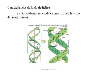 Características de la doble hélice
a) Dos cadenas helicoidales enrolladas a lo largo
de un eje común
CIC JULIO SÁNCHEZ MATAS
 