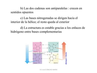 b) Las dos cadenas son antiparalelas : crecen en
sentidos opuestos
c) Las bases nitrogenadas se dirigen hacia el
interior de la hélice; el resto queda al exterior
d) La estructura es estable gracias a los enlaces de
hidrógeno entre bases complementarias
CIC JULIO SÁNCHEZ MATAS
 