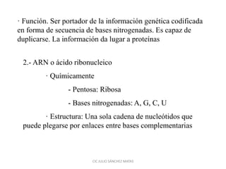 · Función. Ser portador de la información genética codificada
en forma de secuencia de bases nitrogenadas. Es capaz de
duplicarse. La información da lugar a proteínas
2.- ARN o ácido ribonucleico
· Químicamente
- Pentosa: Ribosa
- Bases nitrogenadas: A, G, C, U
· Estructura: Una sola cadena de nucleótidos que
puede plegarse por enlaces entre bases complementarias
CIC JULIO SÁNCHEZ MATAS
 